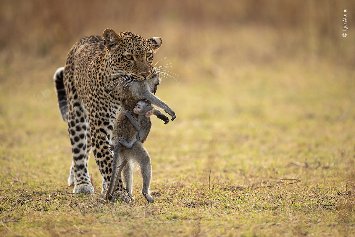 Leopardess Walking with Baboon in Her Mouth