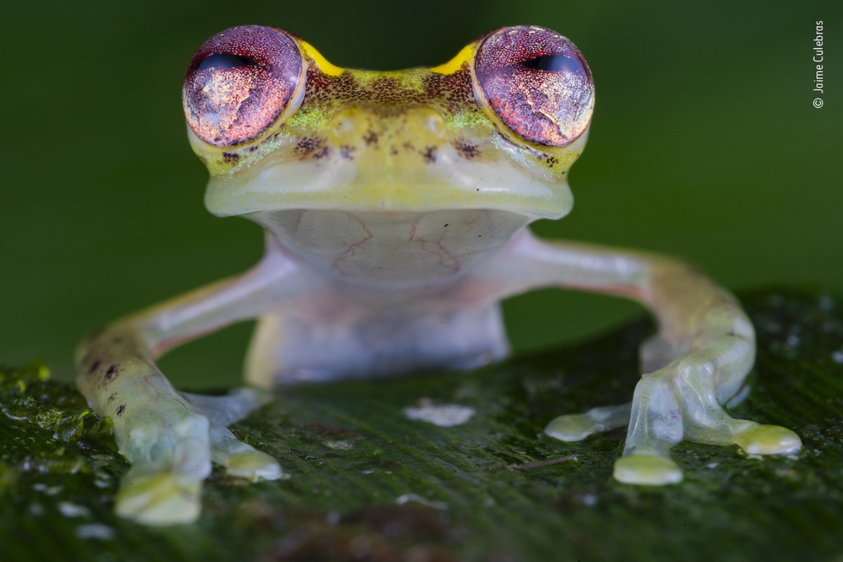 Mindo glass frog