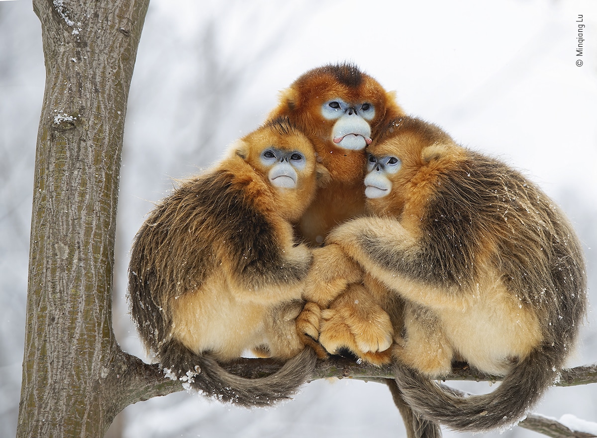 Two females and a male golden snub-nosed monkey huddle together to keep warm