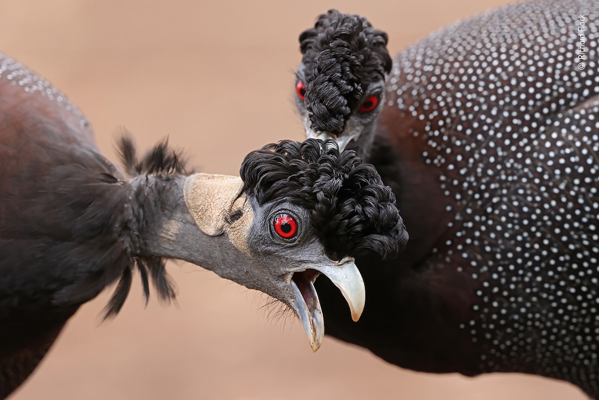 Guineafowl Scratching Another Guineafowl