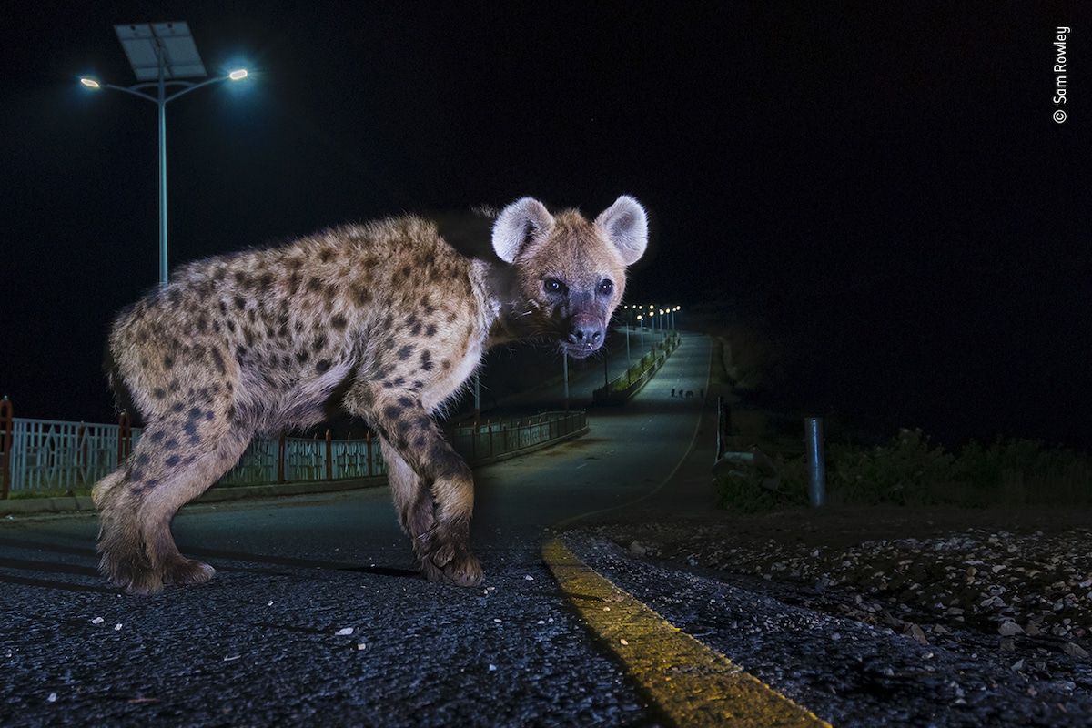 Spotted Hyena Crossing the Road in Ethiopia
