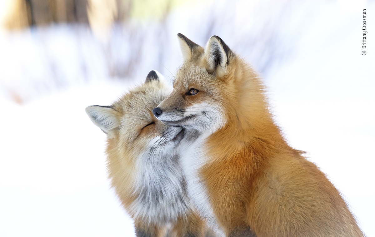 Pair of Red Foxes Nuzzling on Prince Edward Island