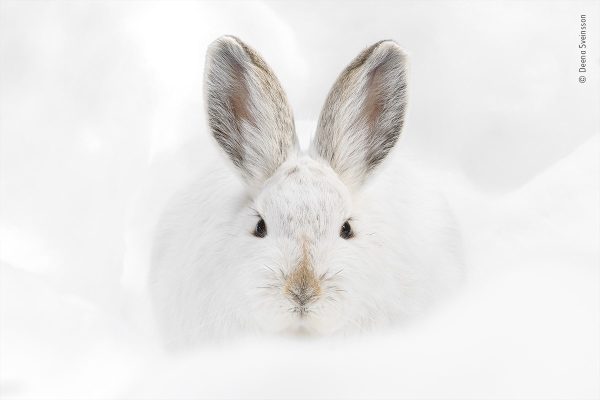 Snowshoe Hare Resting in the Snow