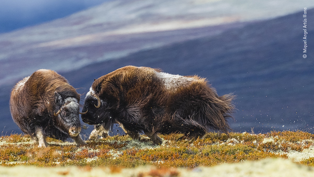 Two female muskoxen attacking each other 