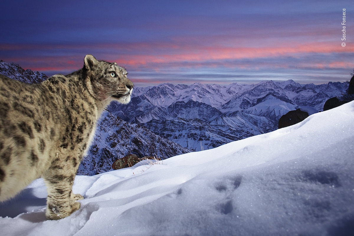 Snow Leopard on a Mountain