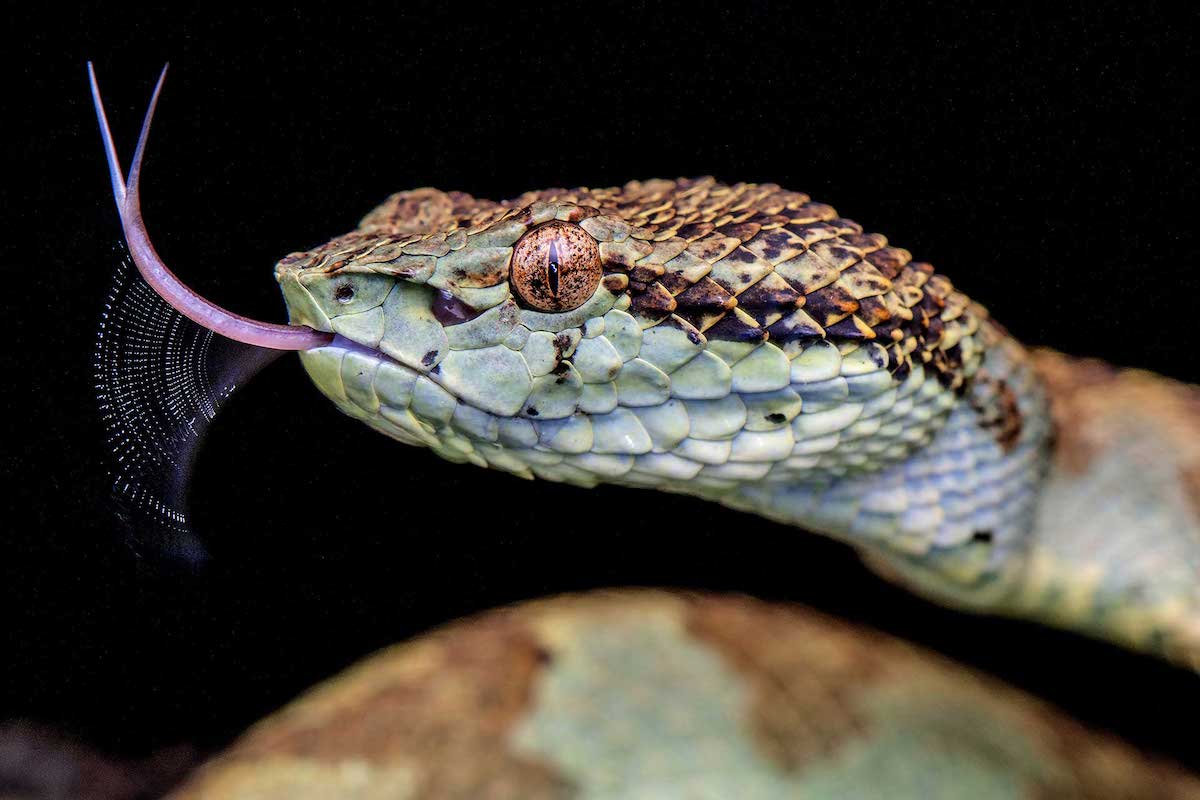 Anamalai Pit Viper Flicking Its Tongue
