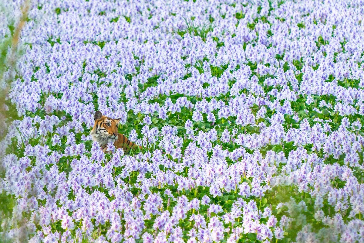 Tiger Sitting in Field of Purple Water Hyacinth Flowers