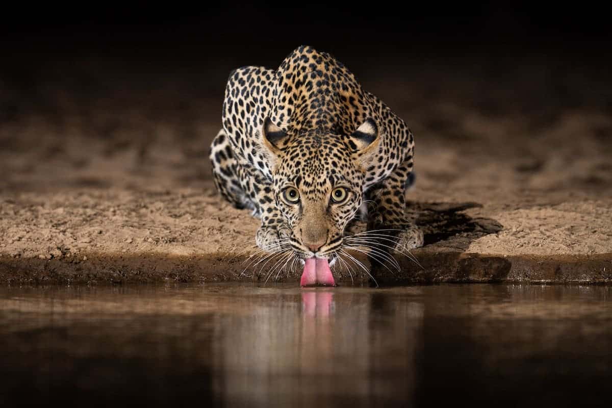 African Wildlife at Watering Hole