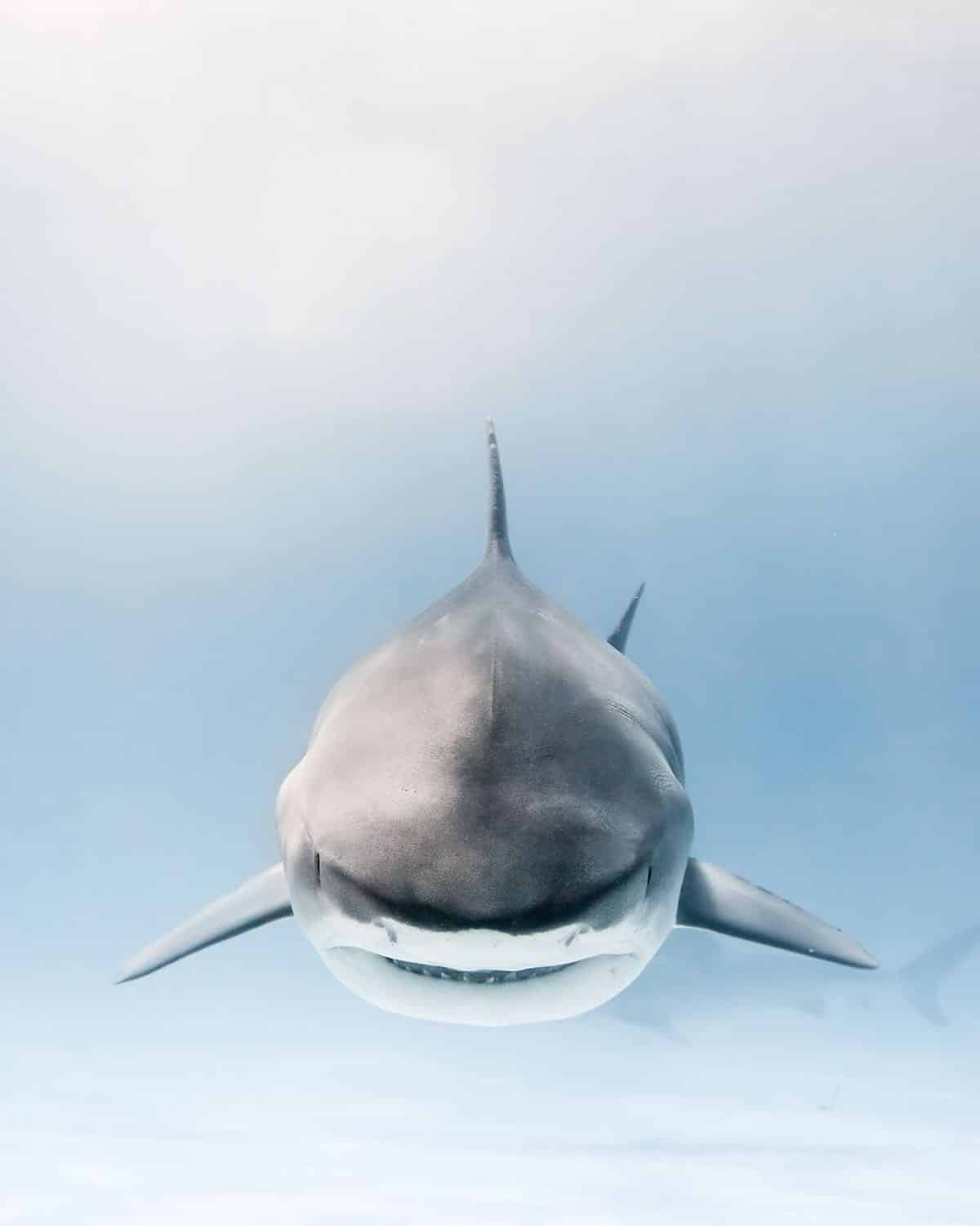 Shark Photography by Mike Coots