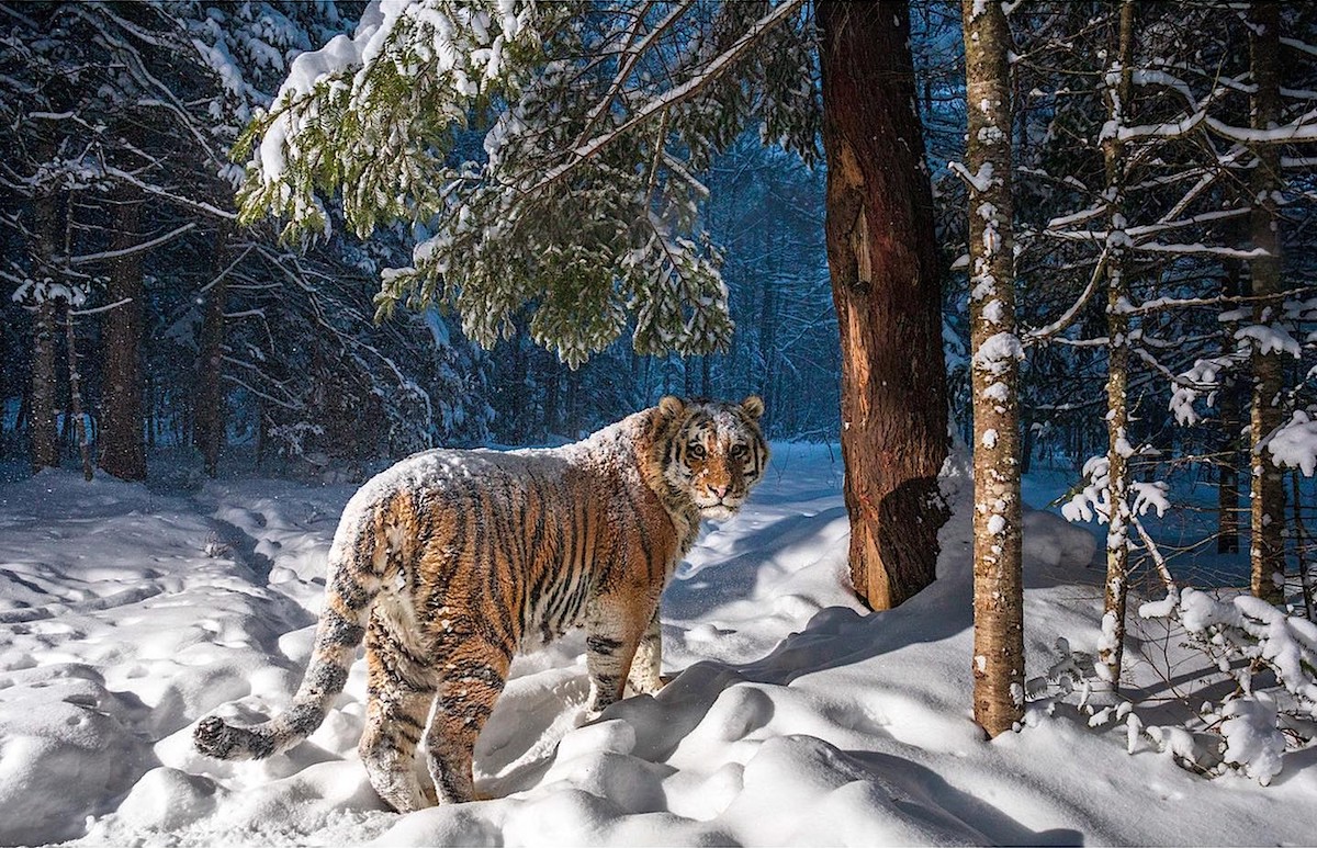 Tiger in Snow