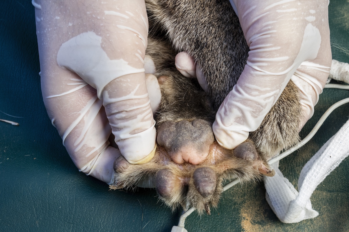 The webbed foot of an anesthetized Fishing Cat (Prionailurus viverrinus) in Thailand