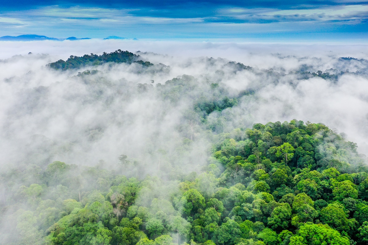 Cloud Forest of Borneo