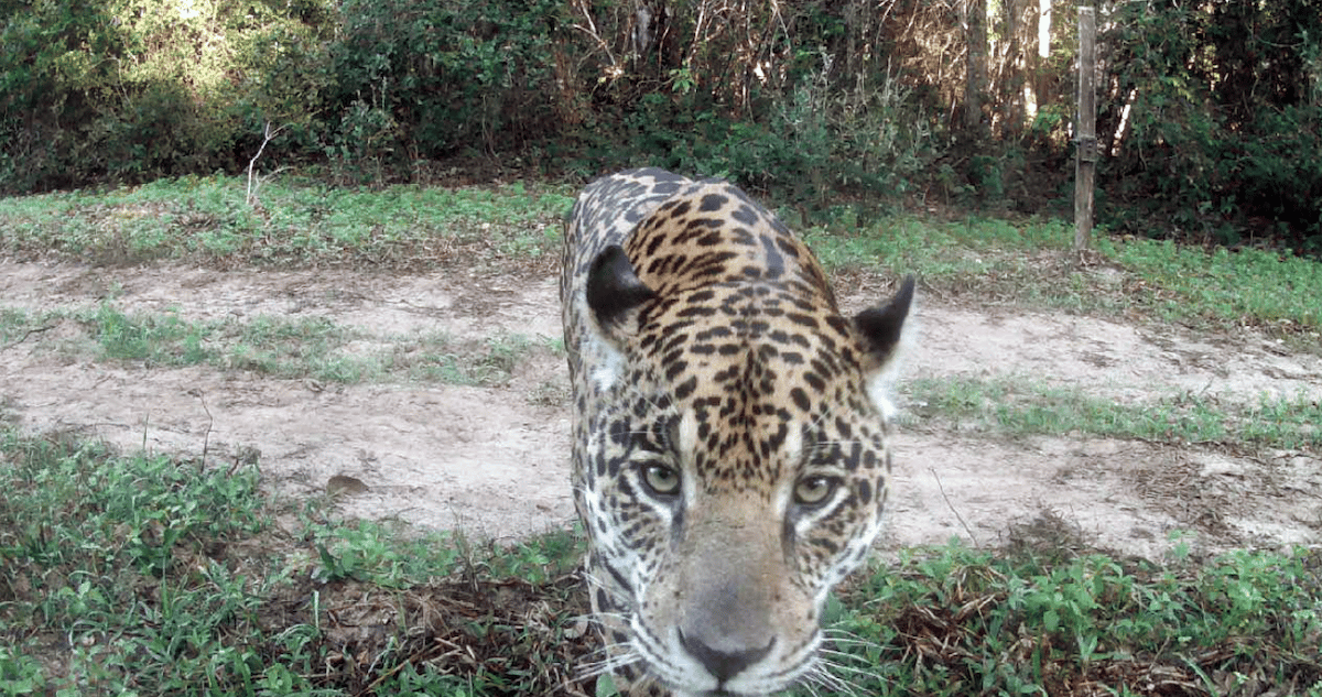 A jaguar moments before it roughly inspected Panthera's camera trap in the Brazilian Pantanal