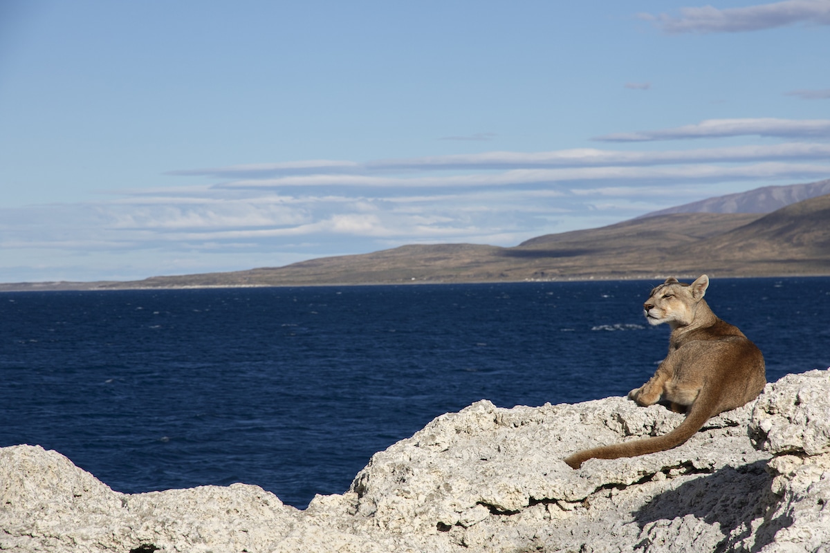 A puma rests on a rock where mountains meet the sea in the Chilean Patagonia