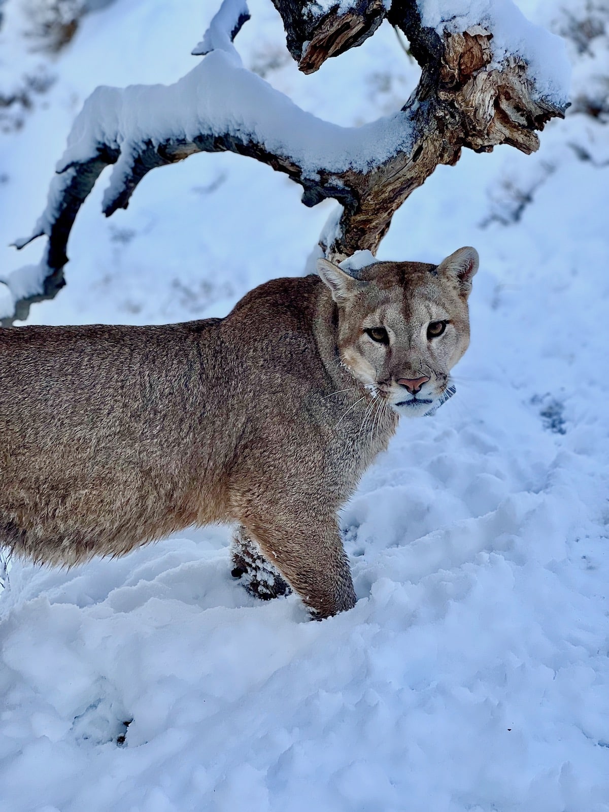Puma in Chilean Patagonia