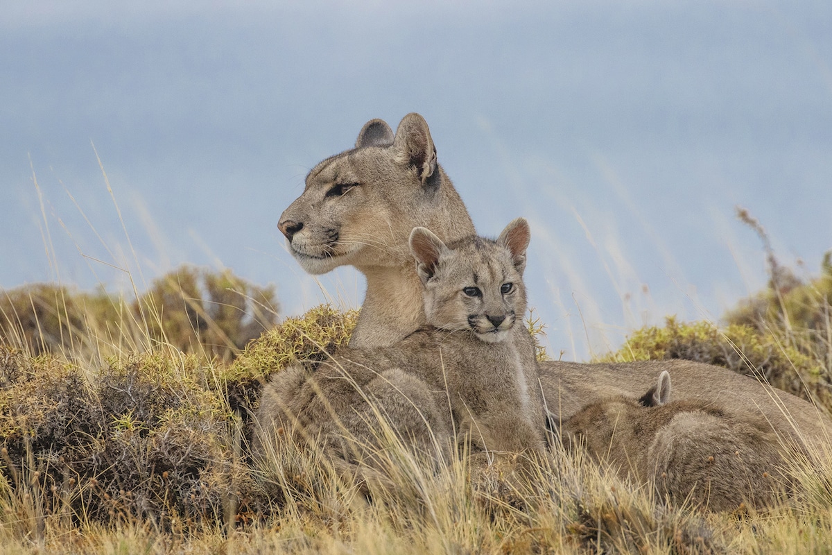 A female puma, surrounded by her cubs
