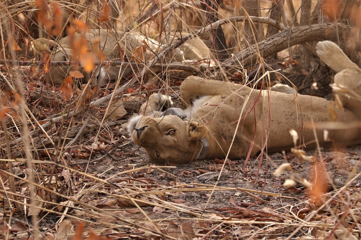 A collared lioness rolls on her back in Senegal's Niokolo Koba National Park