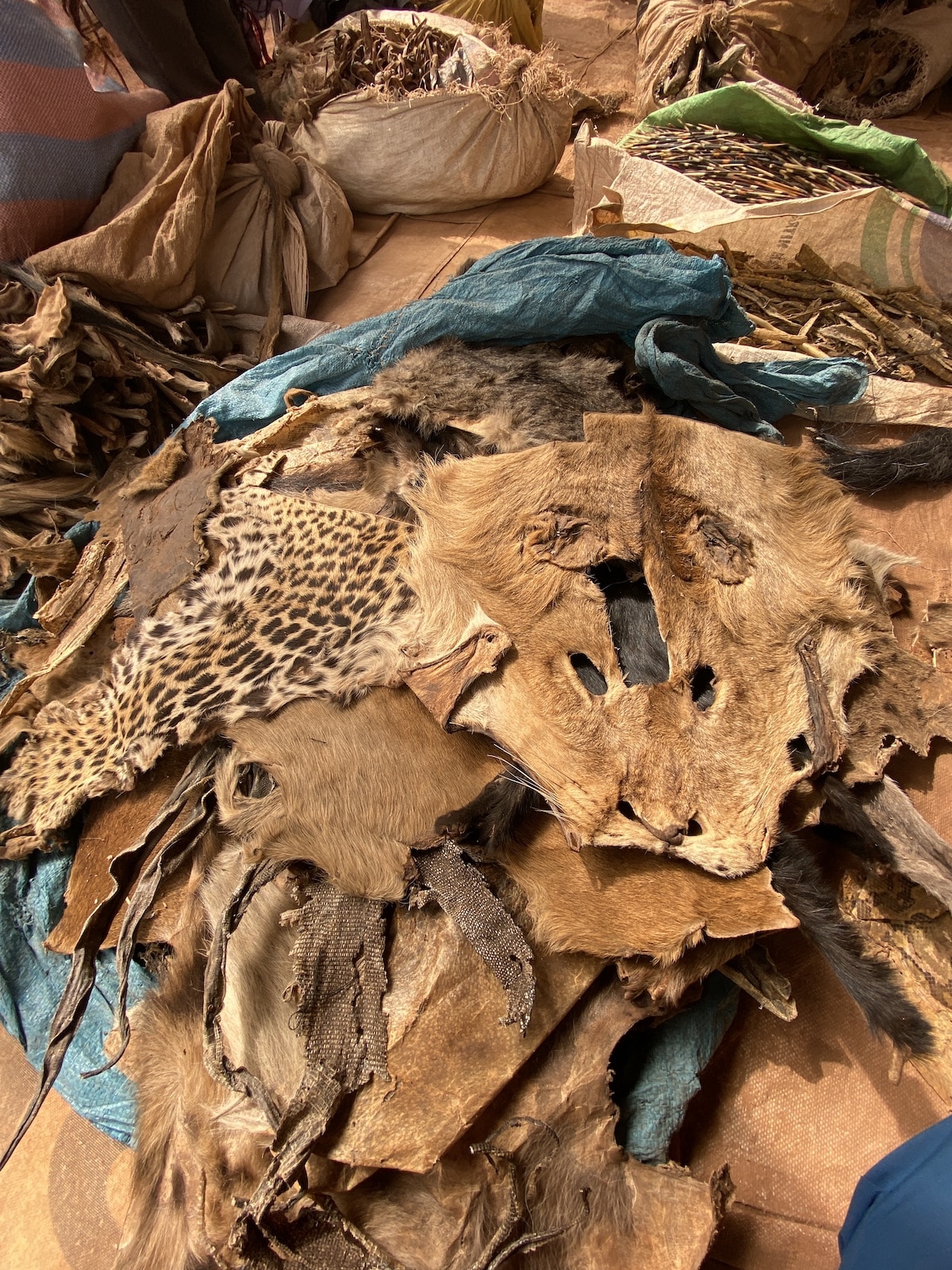 Wildlife Skins and Products in a Market in Ghana