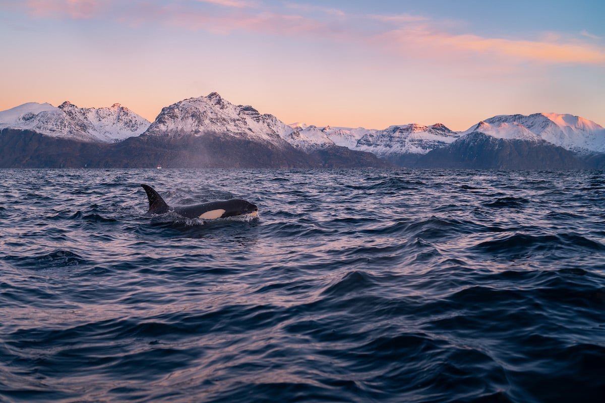 Orca in the Norwegian Arctic