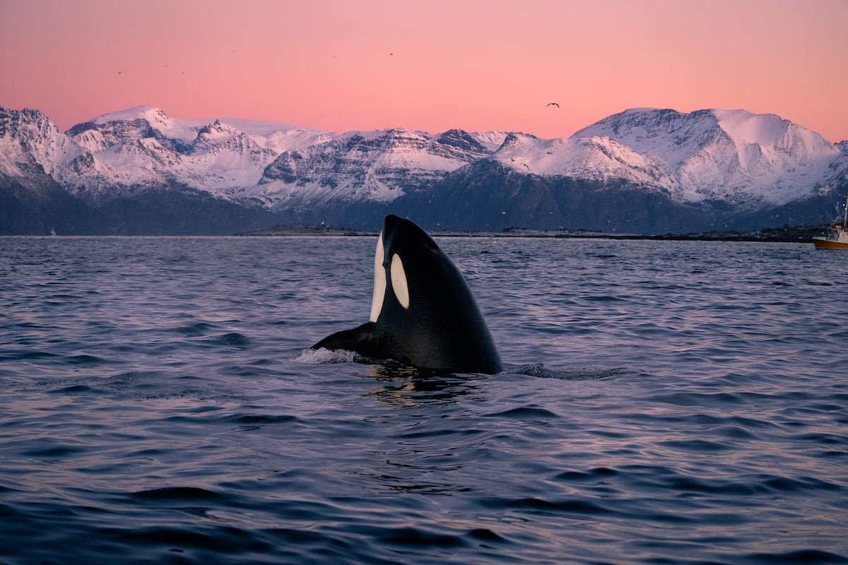 Swimming with Orcas in Norway by Dan Zafra