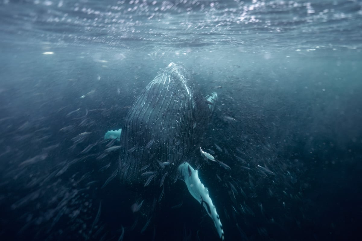 Orca Eating Bait Underwater