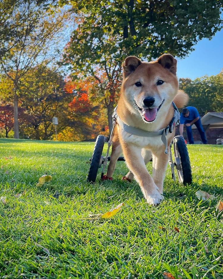 Gordon the Shiba Inu Wins Cutest Rescue Dog of the Year