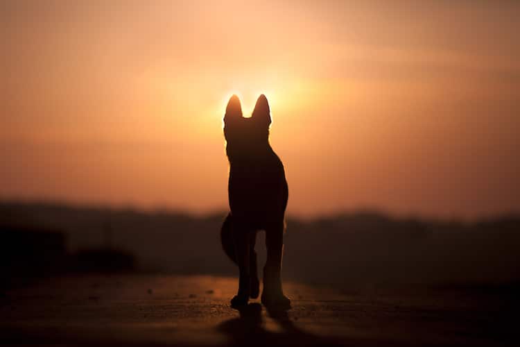 Silhouette of Dog Against Sunset