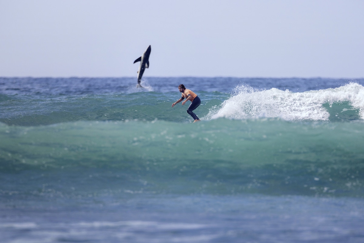 Jordan Anast Shark Breach with Surfer 사진