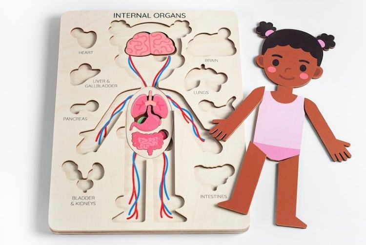 Wood Anatomy Puzzle for Kids