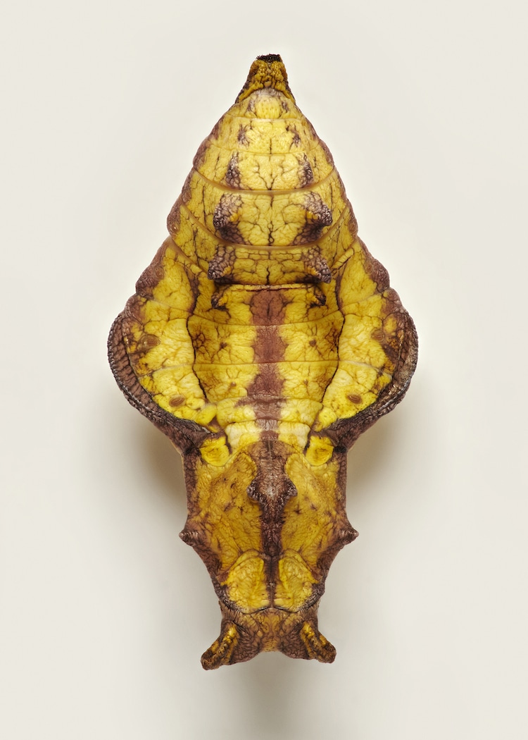 Butterfly Pupae Macro Photography by Levon Biss