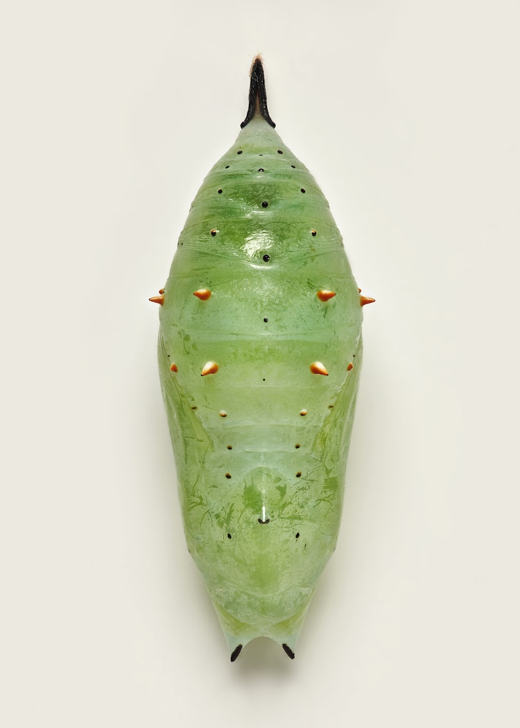 Butterfly Pupae Macro Photography by Levon Biss