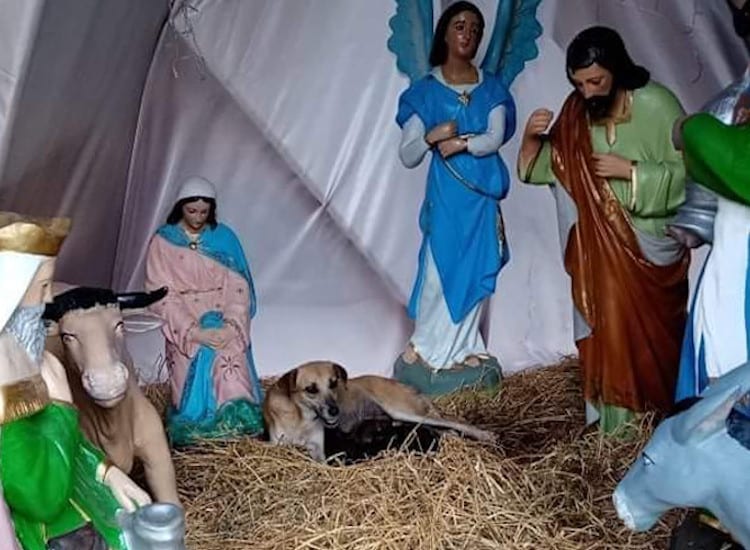 Mom Dog Escaping the Cold Delivers Her Puppies in a Nativity Scene Manger