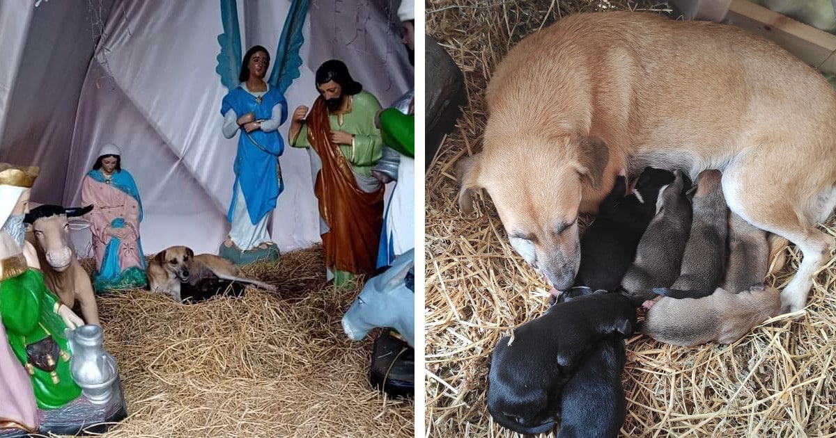 Dog Escaping the Cold Delivers Her Puppies in a Nativity Scene