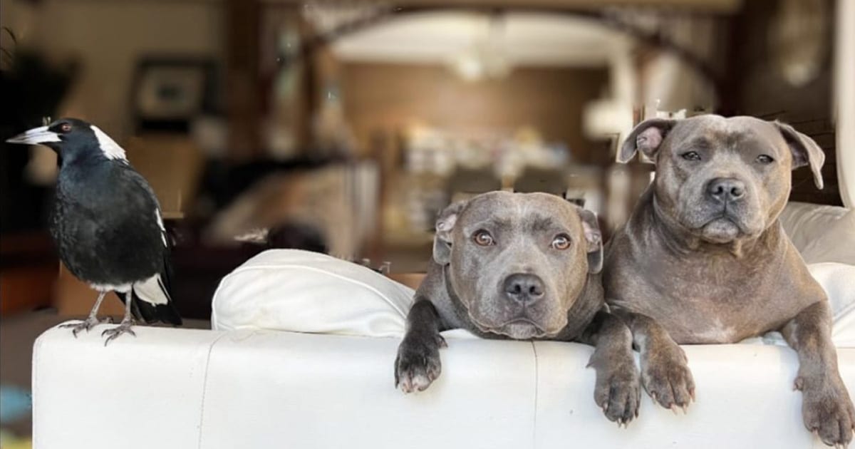 Unusual Animal Friendship Forms Between Dogs and a Magpie