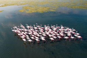 Stunning Aerial Photos of Pulicat Lake Flamingo Migration