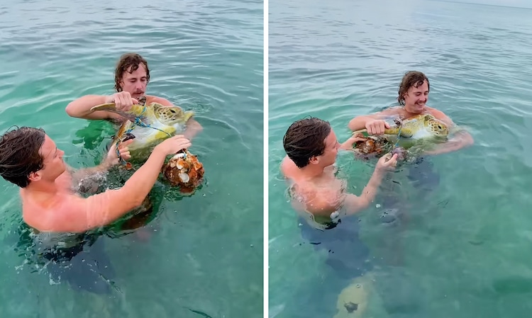 Two men free stingray and rare turtle trapped in large fishing net