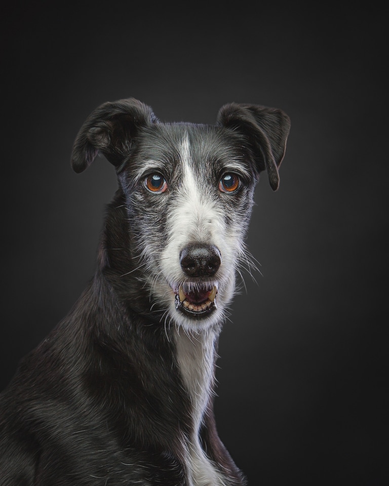 Photographer Takes Galgos Photos to Shed Light on Their Plight