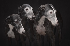 Photographer Takes Galgos Photos to Shed Light on Their Plight