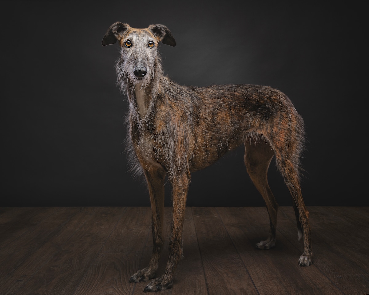Spanish Hunting Dogs by Travis Patenaude