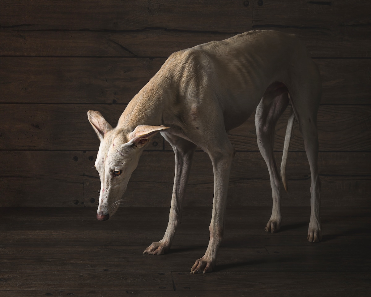 Spanish Hunting Dogs by Travis Patenaude