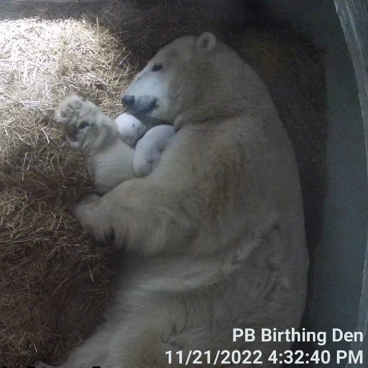 Two cubs born to rare species of bear at National Zoo