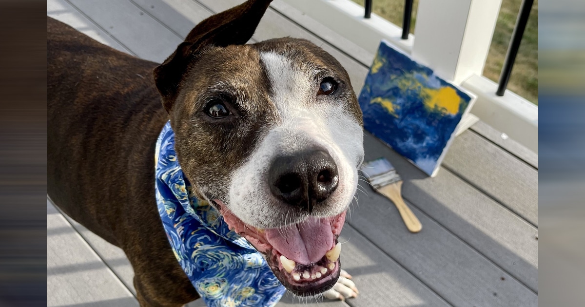 Meet the OneEared Painting Dog Named Van Gogh
