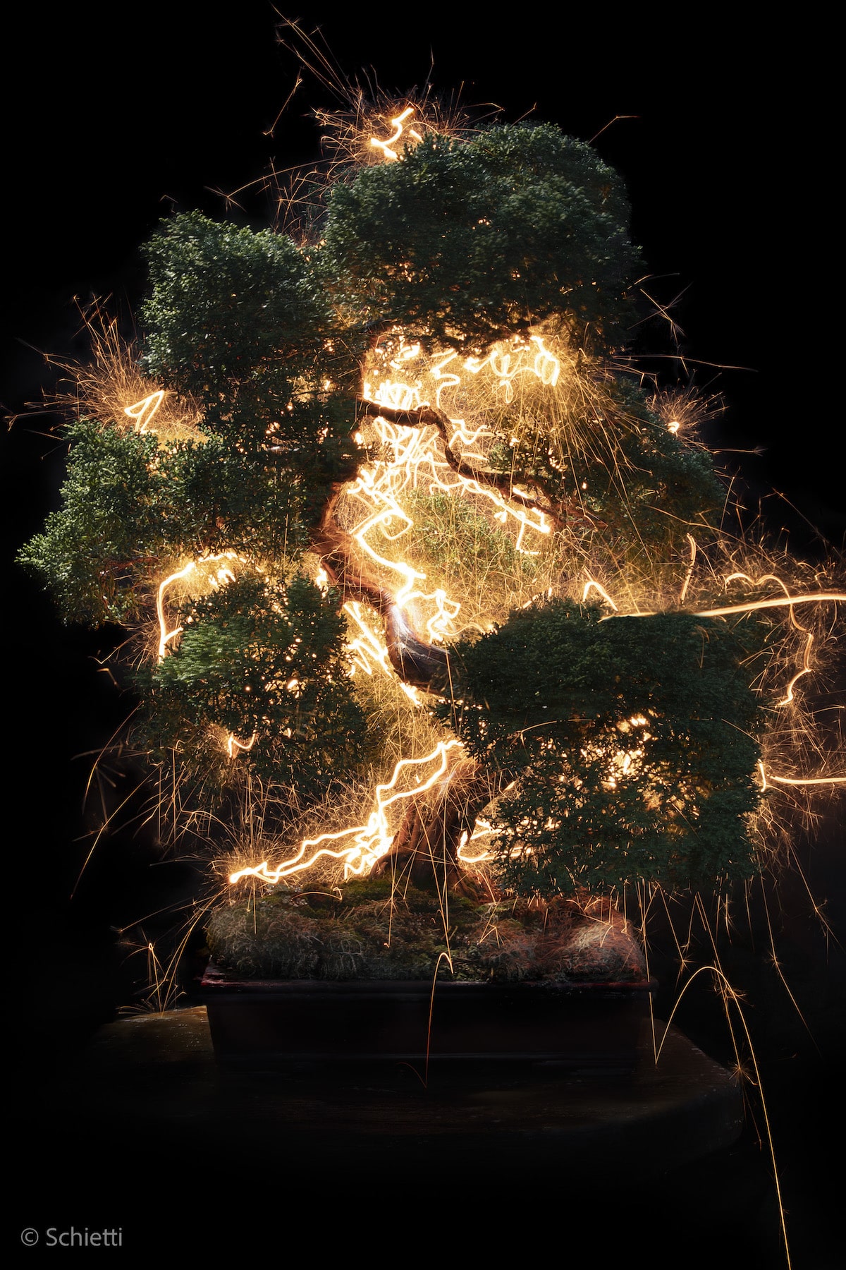 Long Exposure Photography of Bonsai Trees by Vitor Schietti