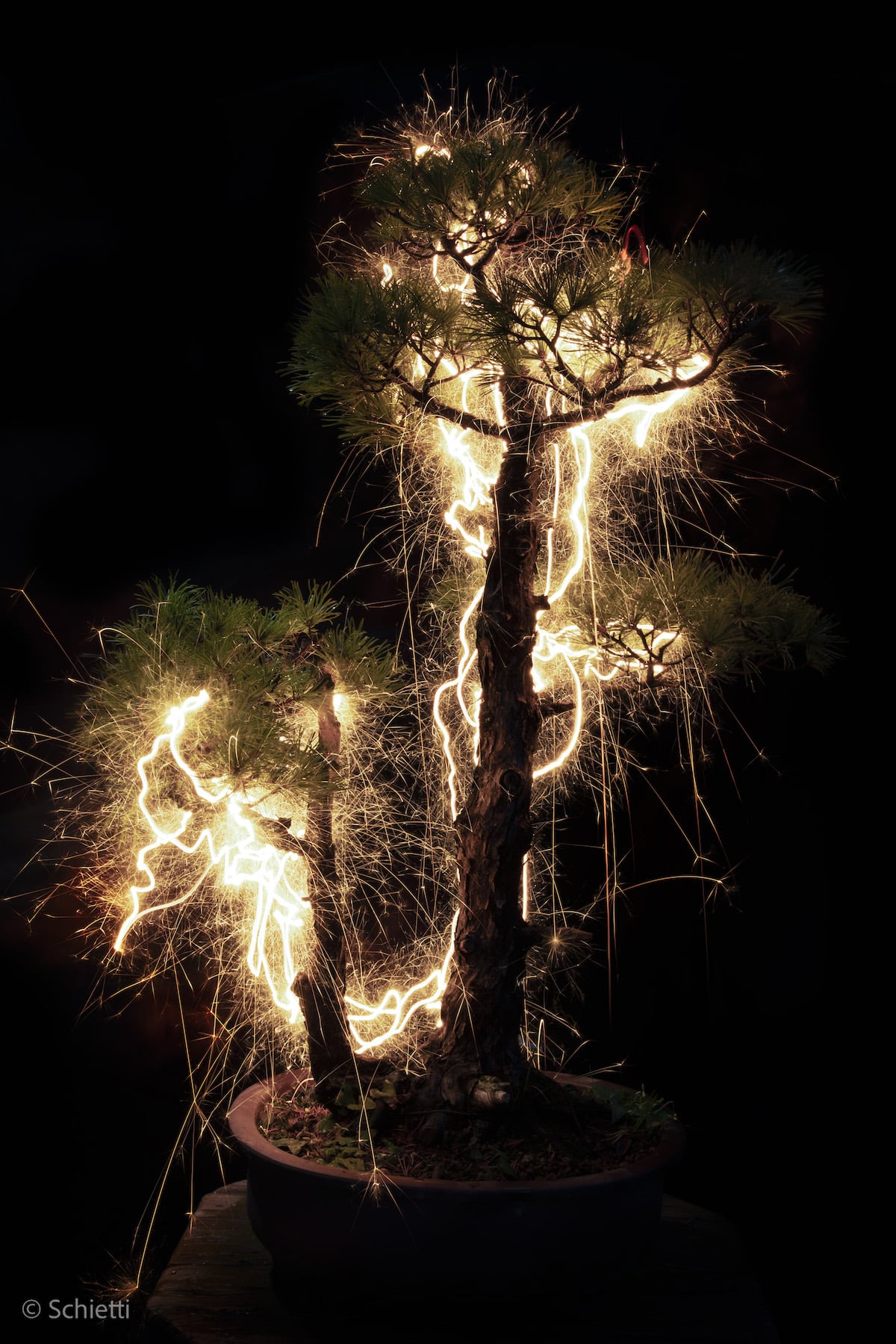 Long Exposure Photography of Bonsai Trees by Vitor Schietti