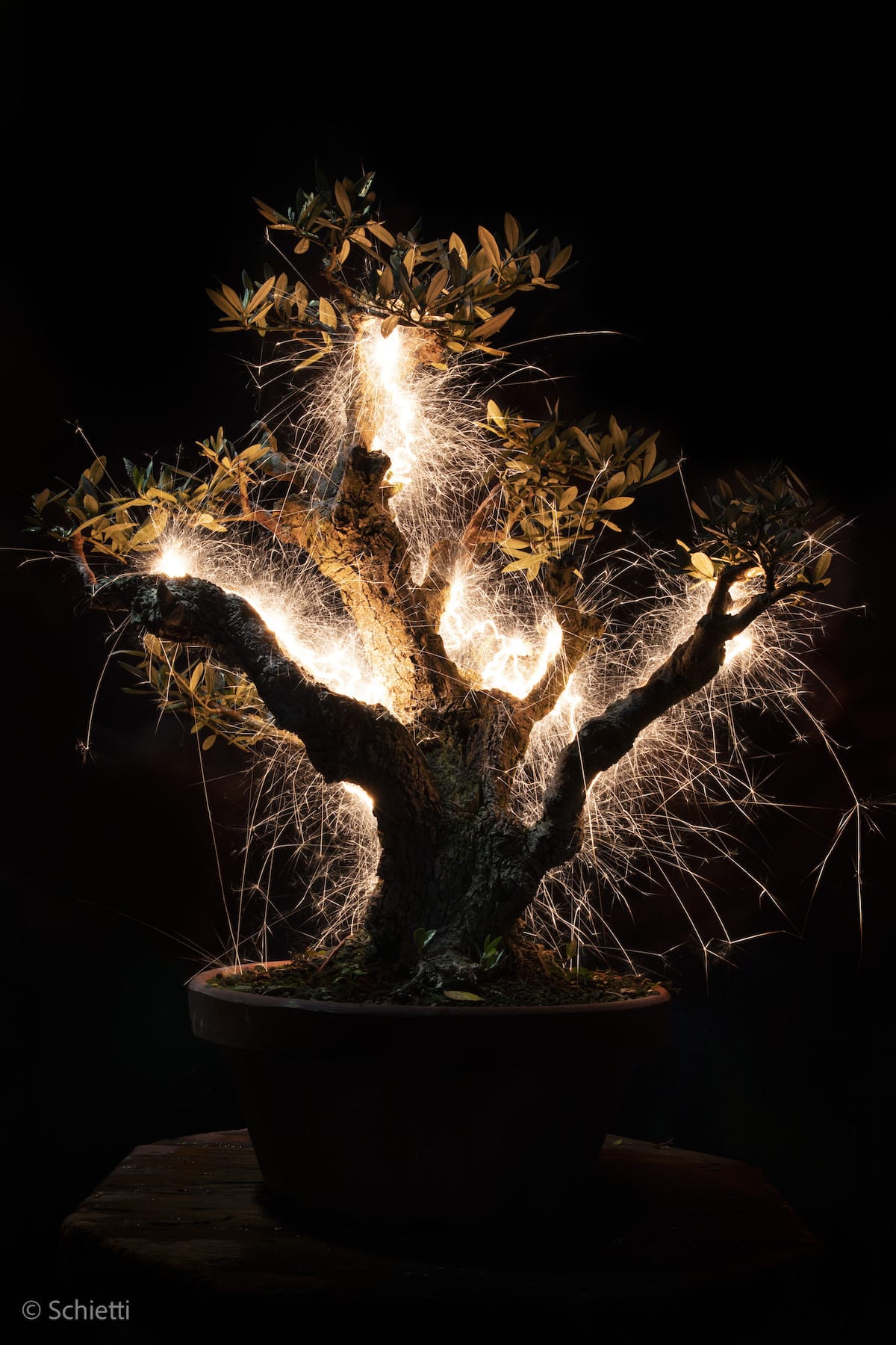 Long Exposure Photography of Bonsai Trees by Vitor Schietti