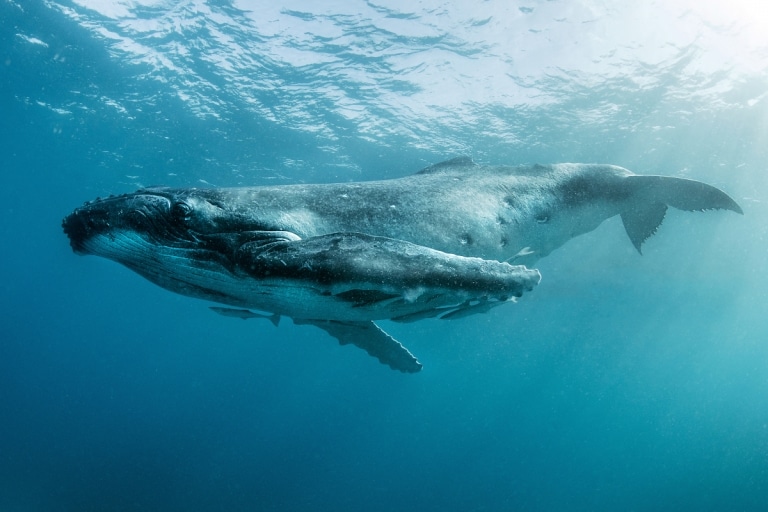 Whales Dazzle the World’s Oceans in These Underwater Photos