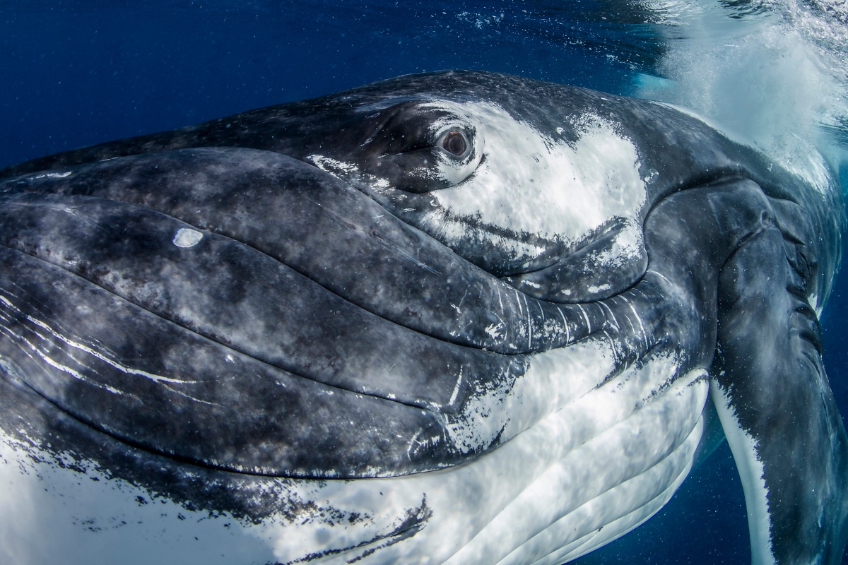 Playful Whales Dazzle the World’s Oceans in These Underwater Photos