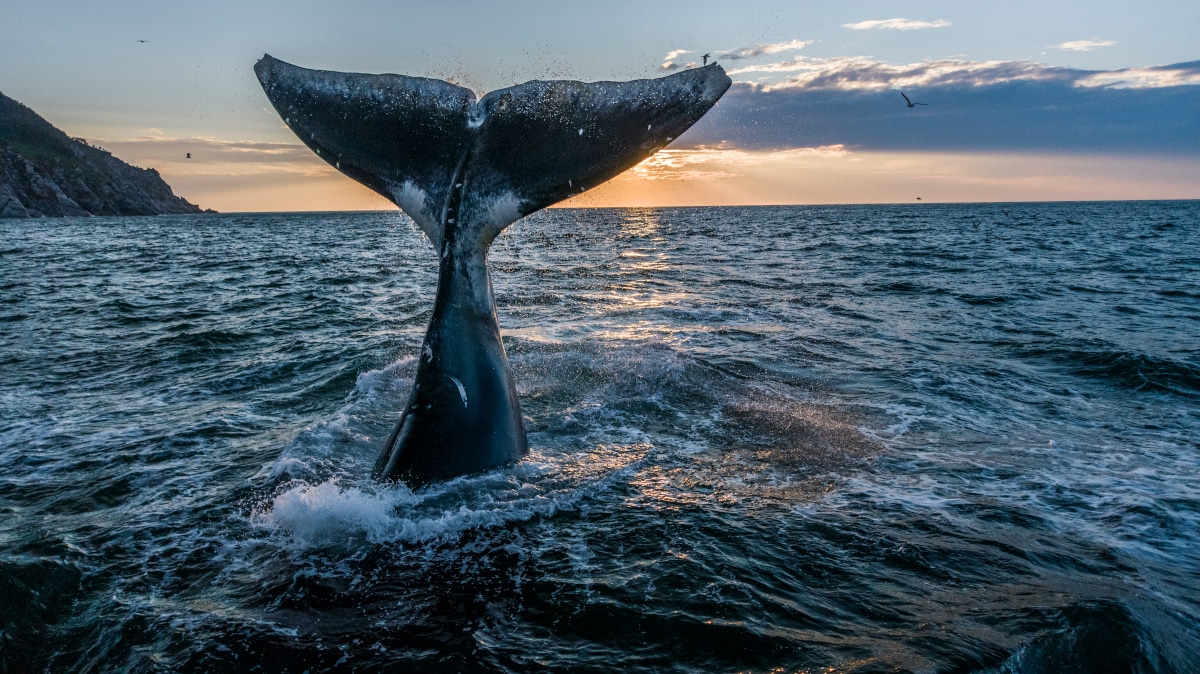 Playful Whales Dazzle the World’s Oceans in These Underwater Photos