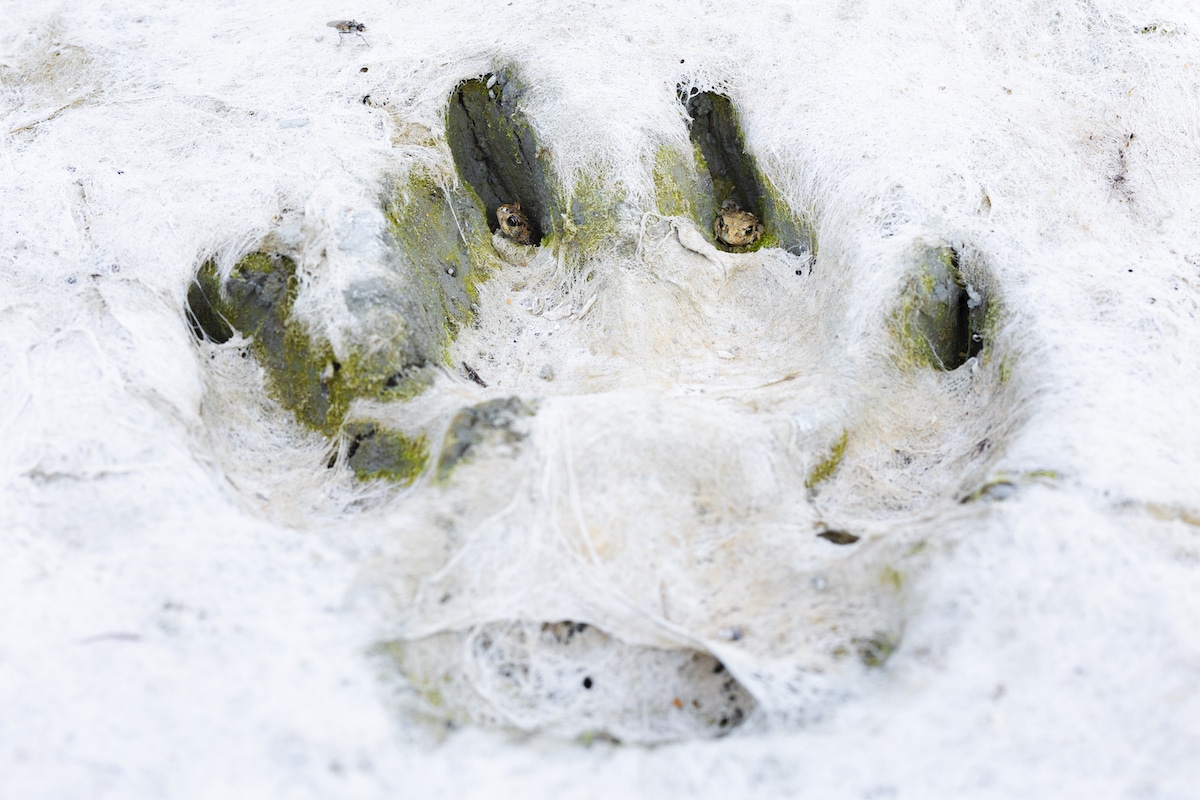 Small Toads Hiding in Paw Print of a Mastiff
