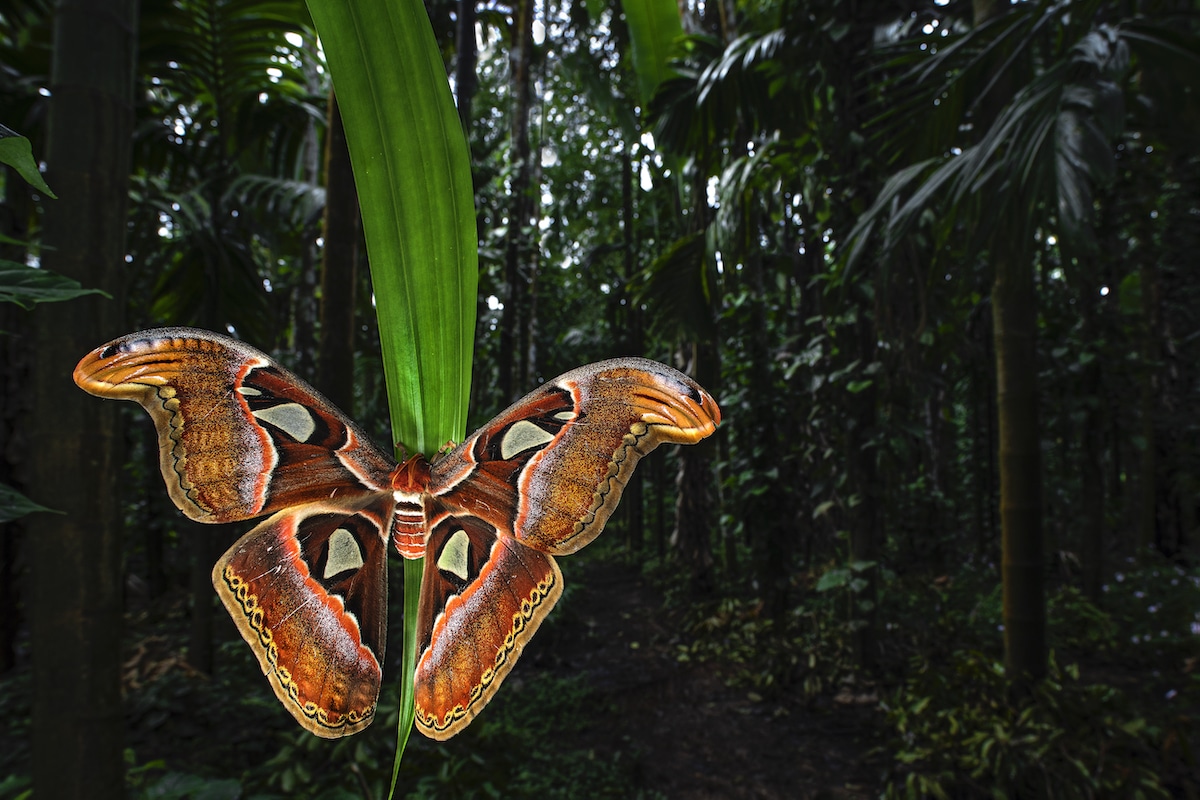 Atlas Moth on a Leaf in India